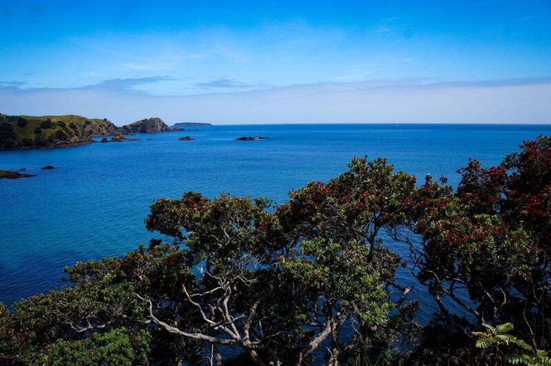 View over ocean with land in background and tree tops in foreground as seen from the Rainbow Warrier Memorial in Northland