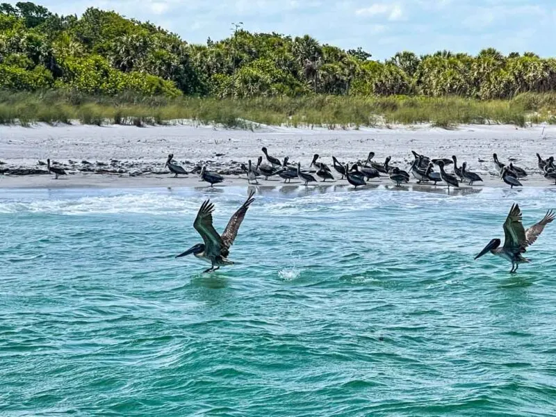 Birds landing on water at Egmont Key State Park