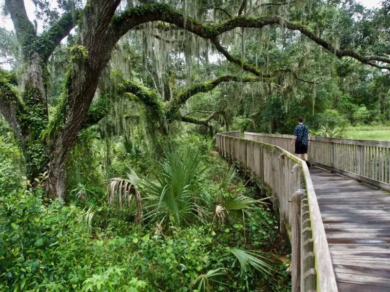 Raised wooden walkway through trees and foliage in Lithia Springs Park