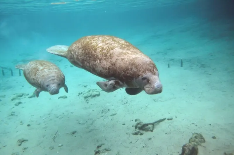 Two manatees swimming in Spring State Park, Florida