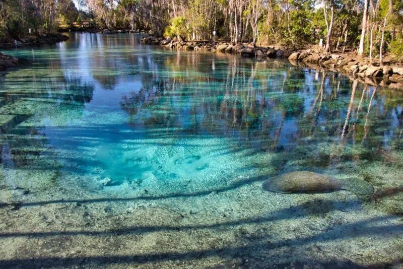 Crystal River surrounded by trees near Tampa, Florida