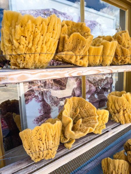 Natural sponges on store shelf in Tarpon Springs