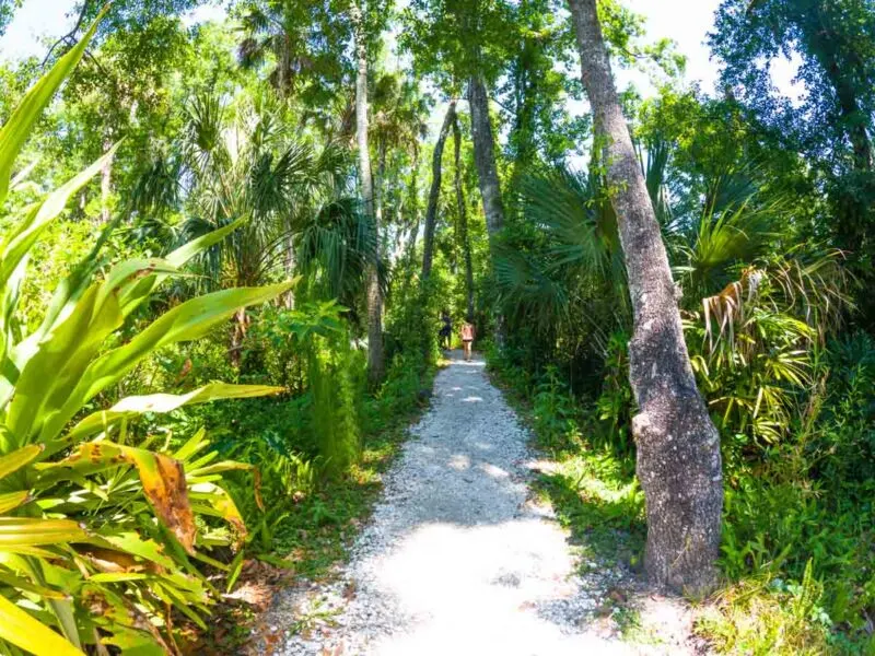 Trail through the trees in Weeki Wachee near Tampa, Florida