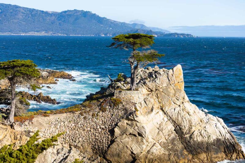 Lone Cypress tree on cliff near the ocean in Monterey Bay.