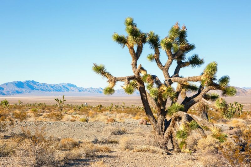 Joshua tree in the Mojave Desert