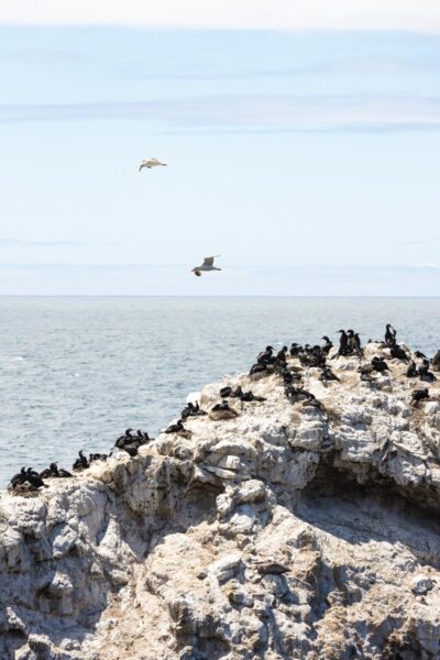 Birds covering rock near the ocean in Point Lobos.