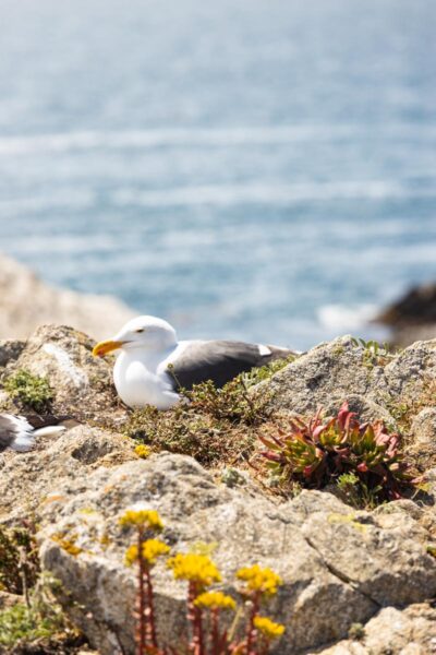Seagull near the ocean in Point Lobos, Monterey