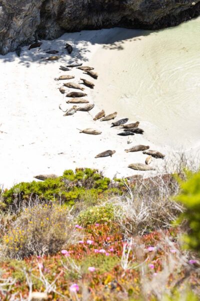 Seals on the beach in Point Lobos, Monterey