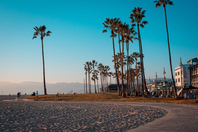 Palm trees on Venice Beach, California