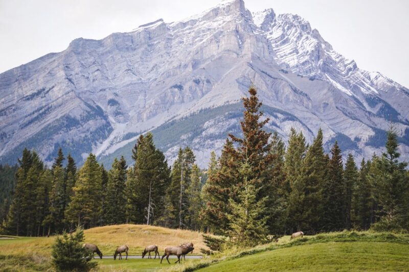 Elk grazing in front of mountain in Banff National Park in the Canadian Rockies