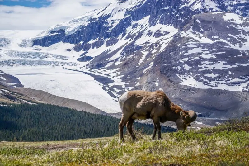 Mountain goat on the Wilcox Pass Hike in Jasper National Park, Canada