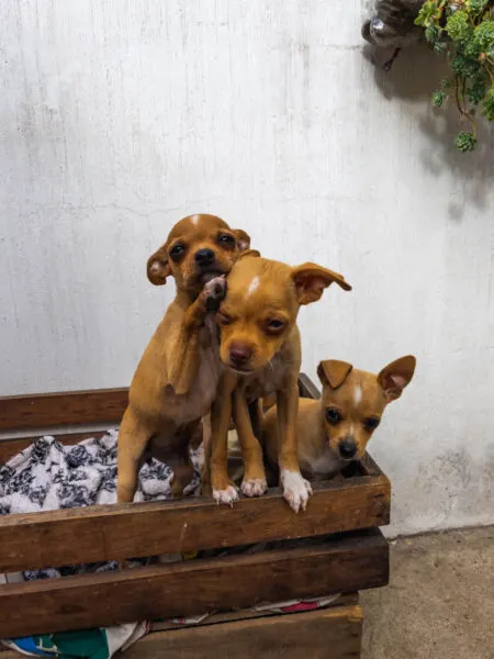 Three puppies in Xela, Guatemala
