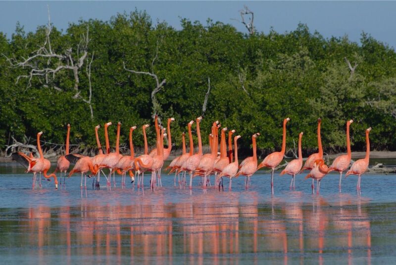 Flamingoes in Chelem cost of living in Mexico