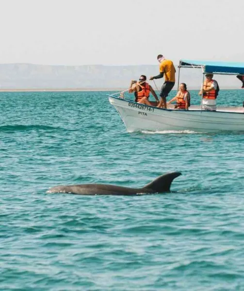 Boat and dolphin in La Paz cost of living in Mexico