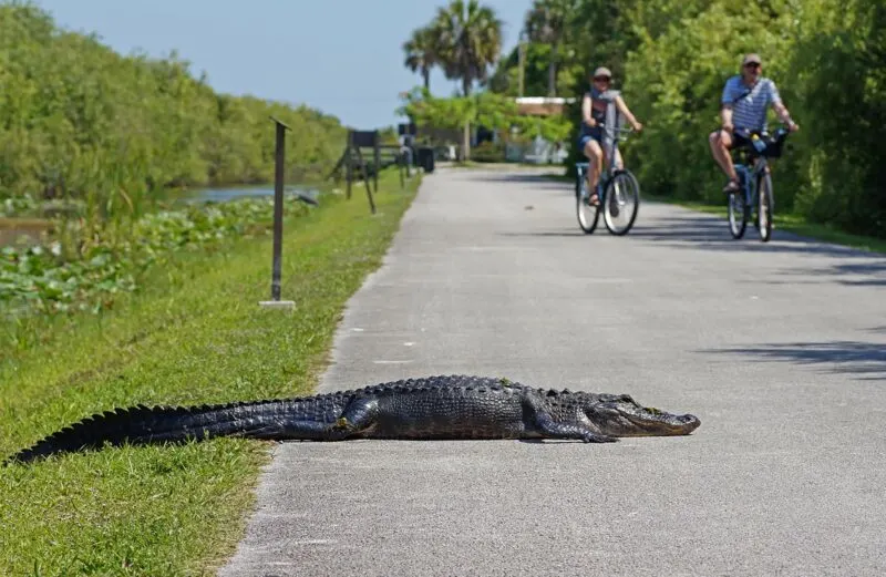 Alligator crossing path in the Everglades Florida