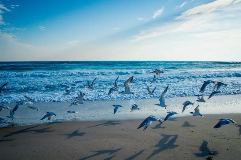Seagulls on beach at the Canaveral National Seashore Florida