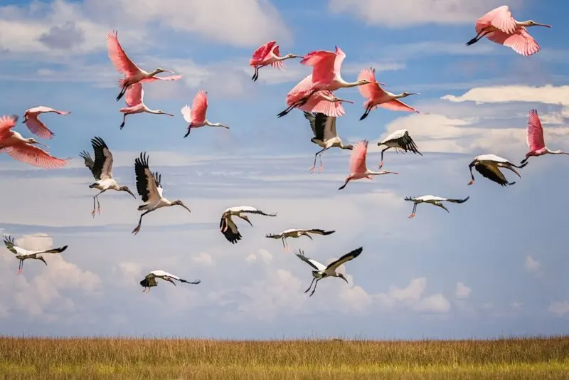 Pink birds flying over St Marks Wildlife Refuge Florida