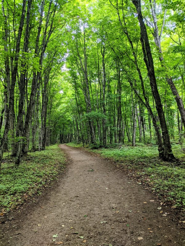 Trees along the Chapel Hill hiking trail one of the hikes in Northern Michigan