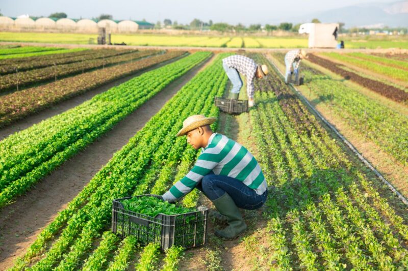 Farm workers on a working holiday visa in Australia