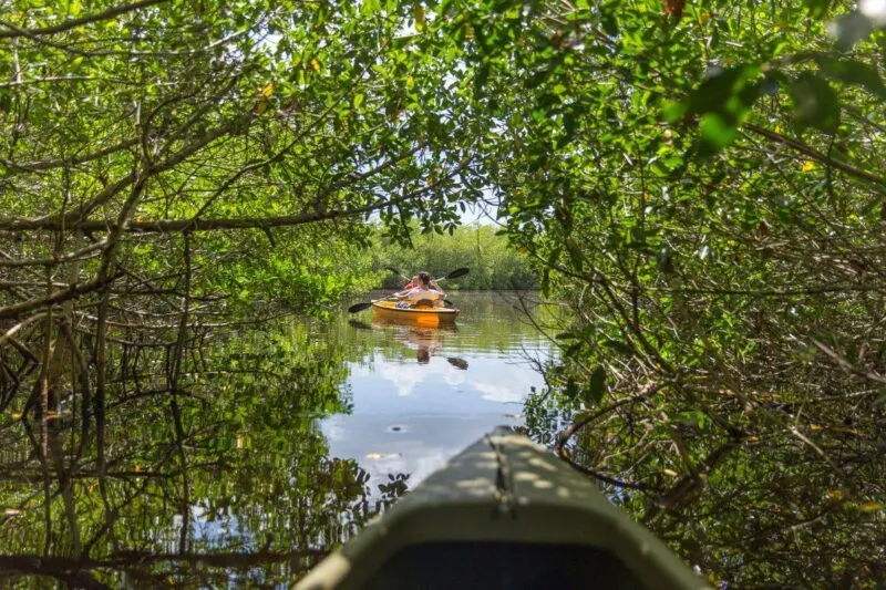 Kayaking through the Everglades Florida