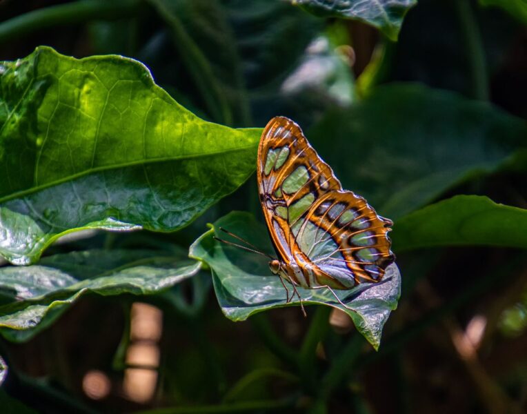 Butterfly Rainforest Gainesville one of the things to do in North Florida