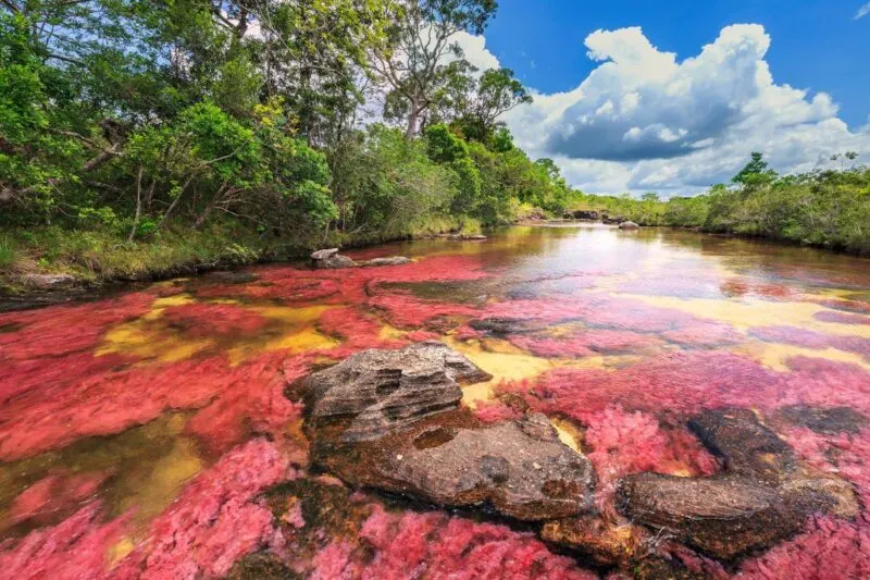 Cano Cristales one of the best things to do in Colombia