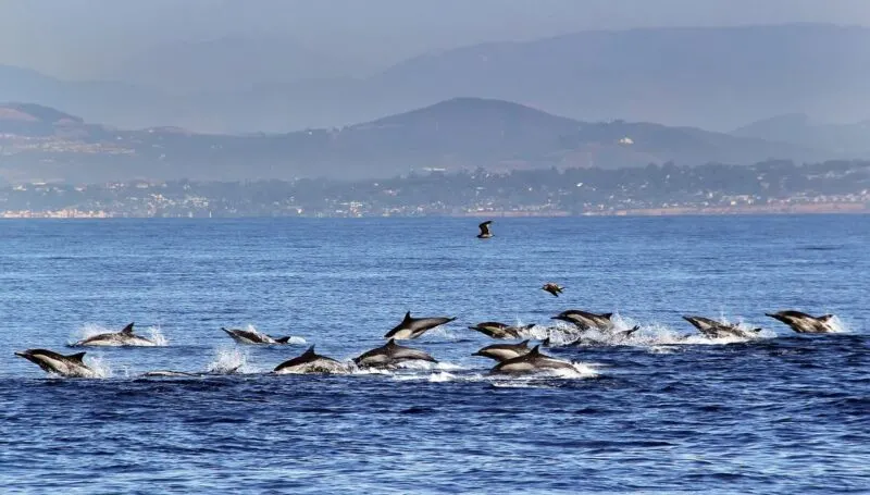 Dolphins jumping on a San Diego itinerary