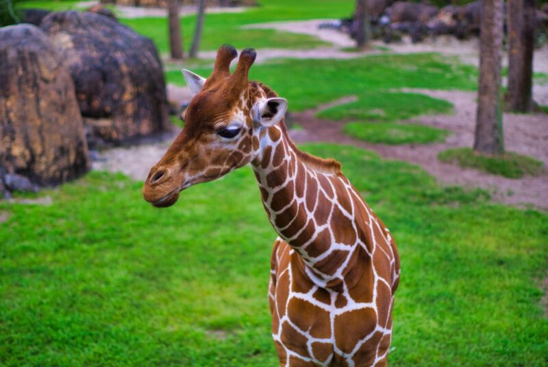 Giraffe at Jacksonville Zoo one of the things to do in North Florida