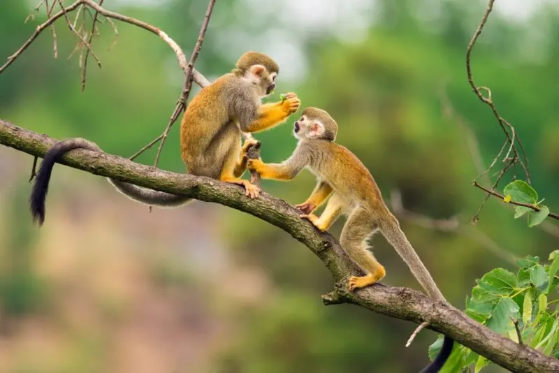 Squirrel monkeys for adventurous things to do in Colombia