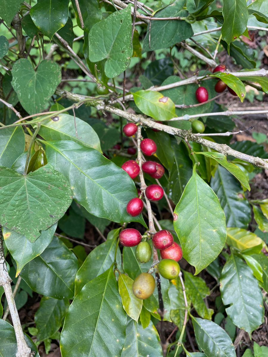 Coffee plant the best things to do in Chiapas