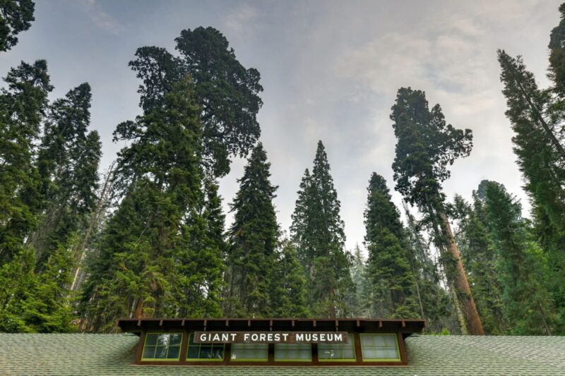 Giant Forest Museum things to do in Sequoia National Park