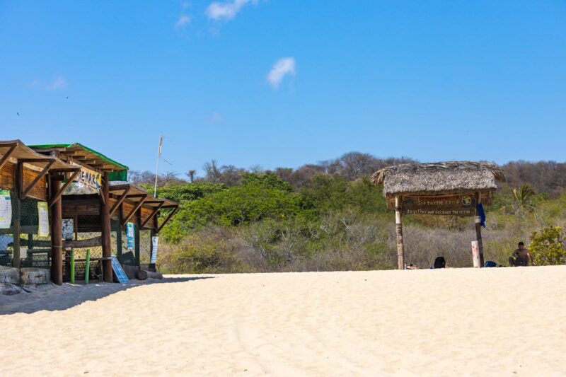 Turtle release on Playa Bacocho beaches in Puerto Escondido