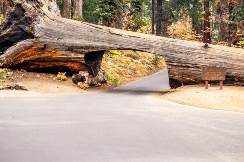 Road under Tunnel Log things to do in Sequoia National Park
