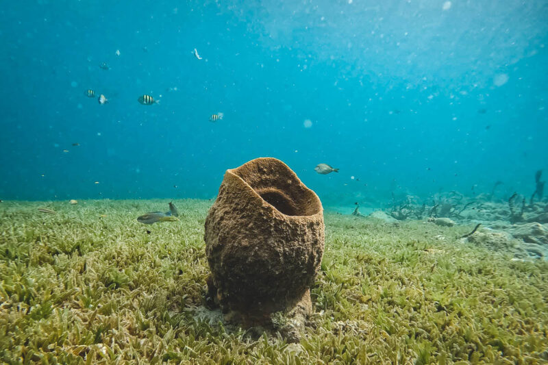 Underwater coral at Sugar Beach 