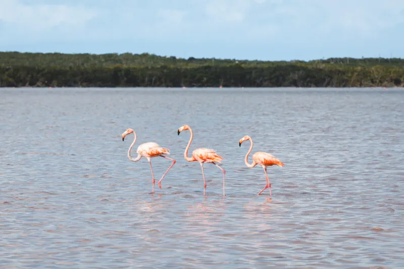 Flamingos on Cottage Pond things to do in Turks and Caicos