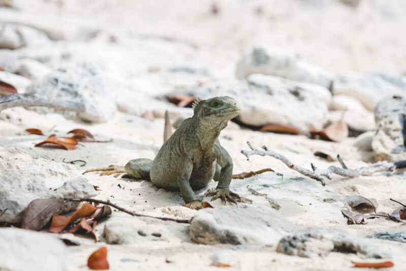 Iguana on Iguana Island in Turks and Caicos
