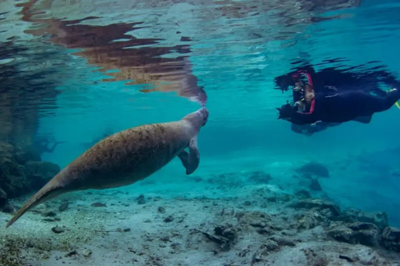 Diver and manatee Three Sisters Springs kayaking