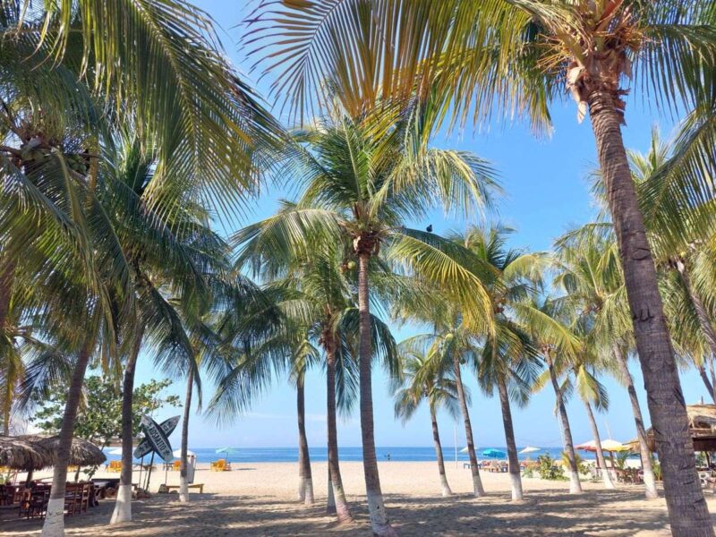 Palm trees on Playa Zicatela, Puerto Escondido