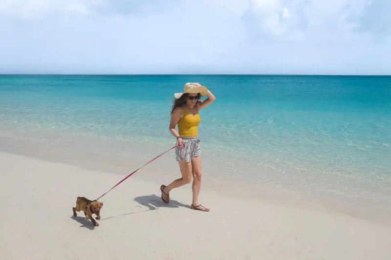 Walking dog on beach from Potcakes things to do in Turks and Caicos