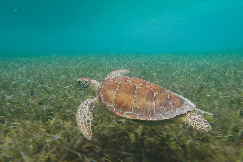 Turtle at Smiths Reef things to do in Turks and Caicos