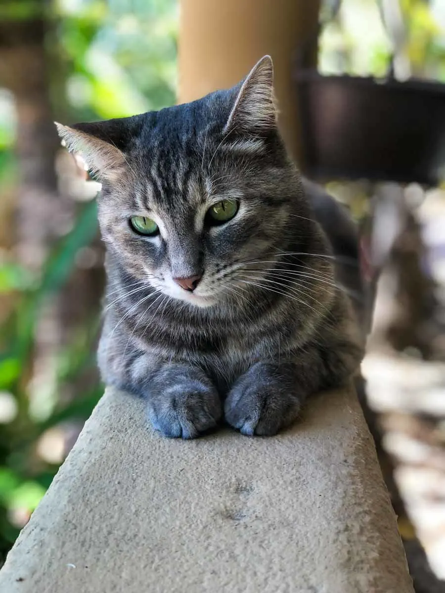 Cat on chair TrustedHousesitters review