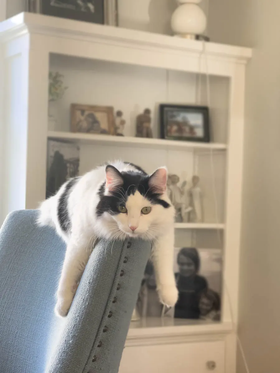 Cat draped on chair TrustedHousesitters review