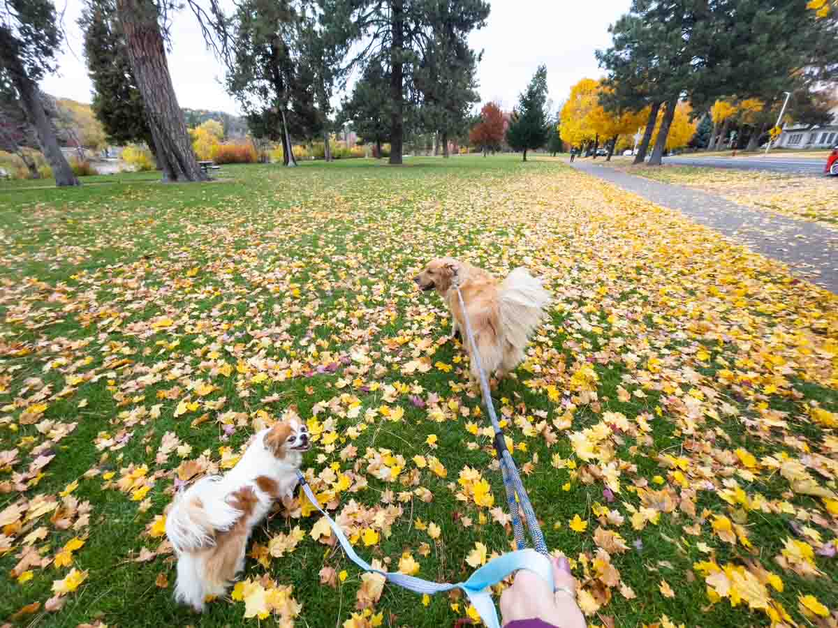 Me walking two dogs with fall leaves on the ground on a TrustedHousesitters review