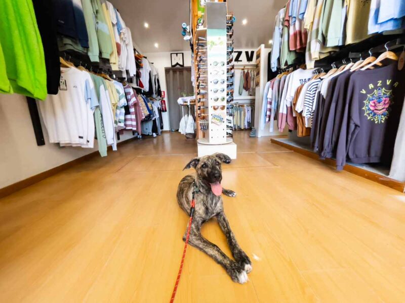 Dog in shop TrustedHousesitters review