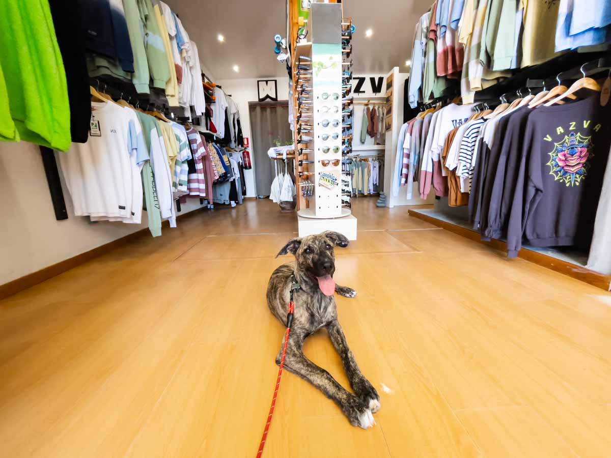 Dog in a shop with clothing hanging behind him.