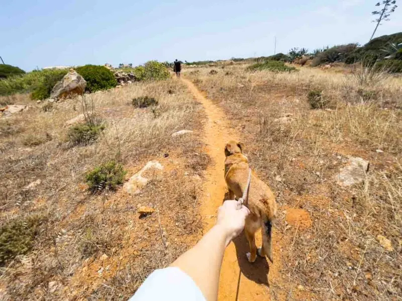 Walking dog on trail TrustedHousesitters review