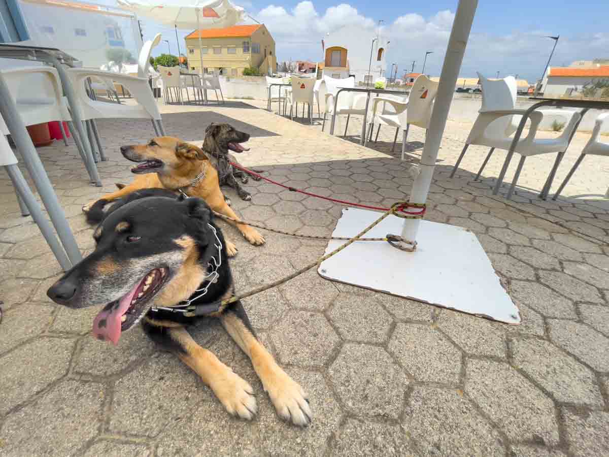 Three dogs resting outside tied to a pole with their tongues out.