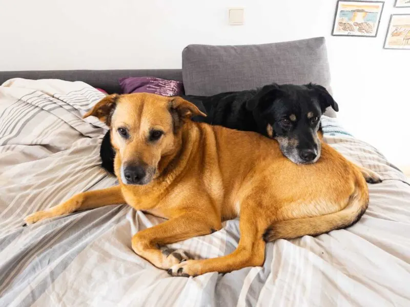 Two dogs on bed TrustedHousesitters review