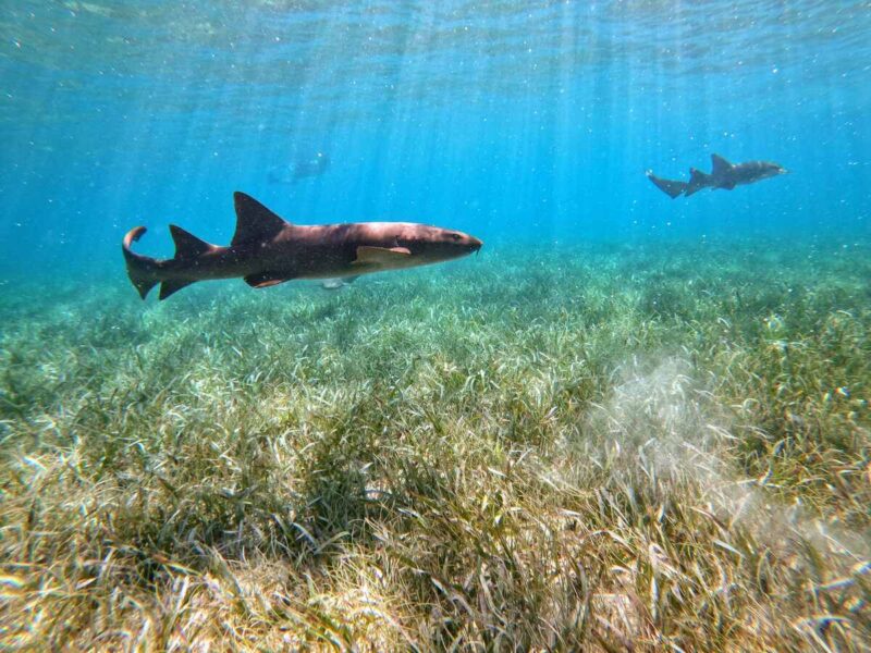 Nurse sharks at Hol Chan Marine Reserve near the best beaches in Belize.