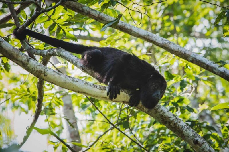 Howler monkey at sanctuary one of the best things to do in Belize